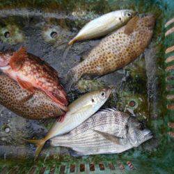 こかわ渡船　雅丸 釣果