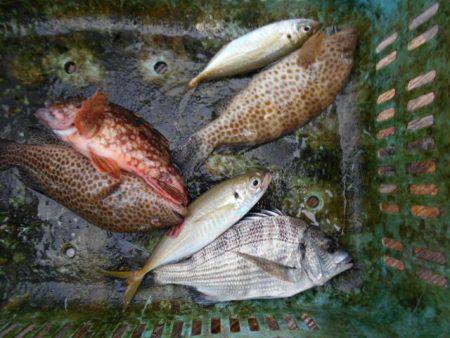 こかわ渡船　雅丸 釣果