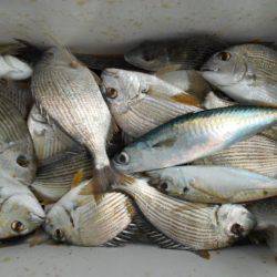 こかわ渡船　雅丸 釣果