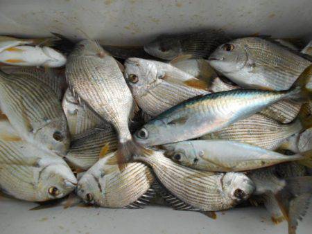 こかわ渡船　雅丸 釣果