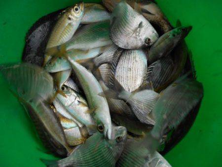 こかわ渡船　雅丸 釣果