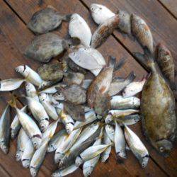 こかわ渡船　雅丸 釣果