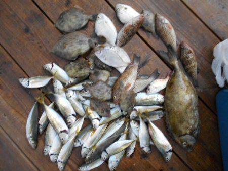 こかわ渡船　雅丸 釣果