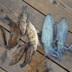 こかわ渡船　雅丸 釣果