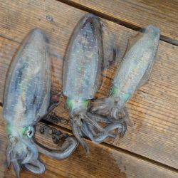 こかわ渡船　雅丸 釣果