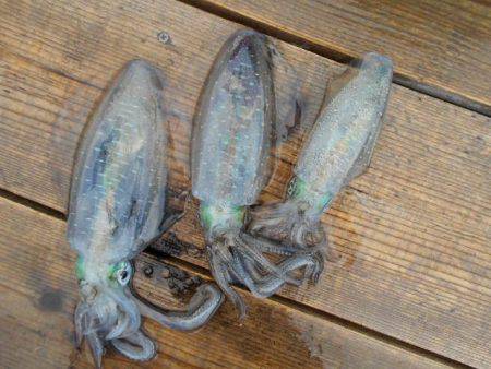 こかわ渡船　雅丸 釣果