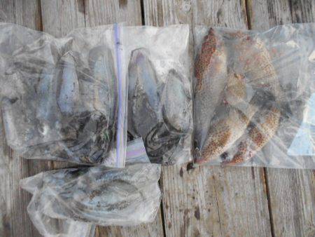 こかわ渡船　雅丸 釣果