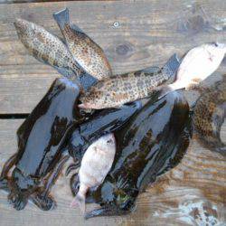 こかわ渡船　雅丸 釣果