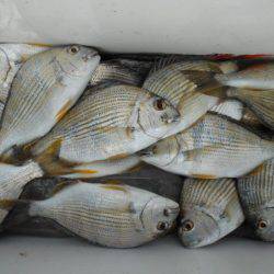 こかわ渡船　雅丸 釣果