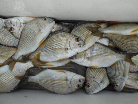 こかわ渡船　雅丸 釣果