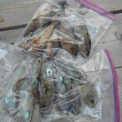 こかわ渡船　雅丸 釣果