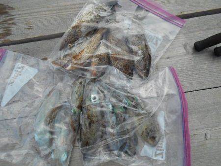 こかわ渡船　雅丸 釣果