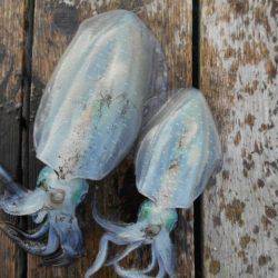 こかわ渡船　雅丸 釣果