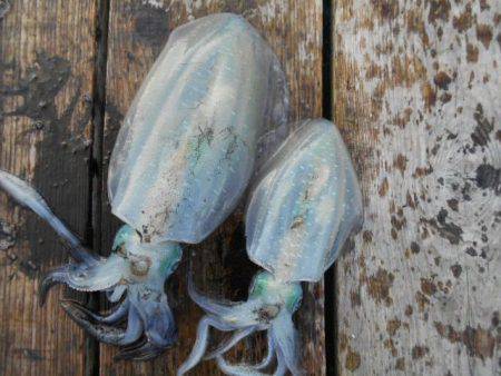 こかわ渡船　雅丸 釣果