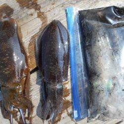 こかわ渡船　雅丸 釣果