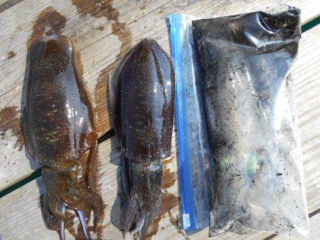 こかわ渡船　雅丸 釣果