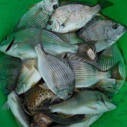 こかわ渡船　雅丸 釣果