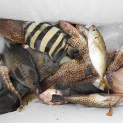 こかわ渡船　雅丸 釣果