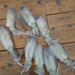 こかわ渡船　雅丸 釣果