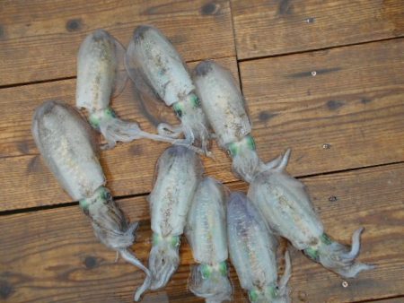 こかわ渡船　雅丸 釣果