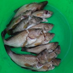 こかわ渡船　雅丸 釣果