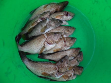 こかわ渡船　雅丸 釣果