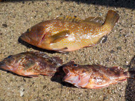 千鳥丸 釣果