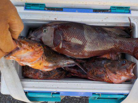 千鳥丸 釣果