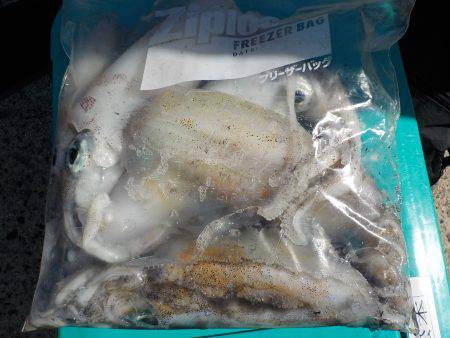 千鳥丸 釣果