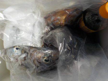 千鳥丸 釣果