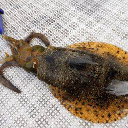 Fisherman Dreams DI 釣果