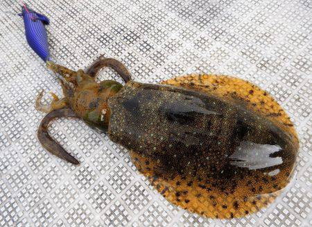 Fisherman Dreams DI 釣果