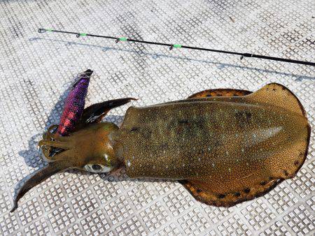 Fisherman Dreams DI 釣果