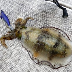 Fisherman Dreams DI 釣果