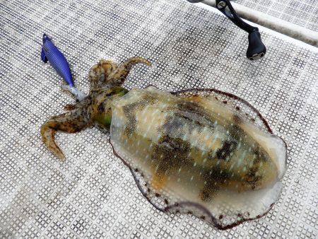 Fisherman Dreams DI 釣果