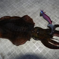 Fisherman Dreams DI 釣果