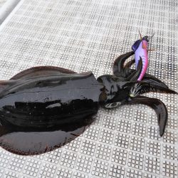 Fisherman Dreams DI 釣果