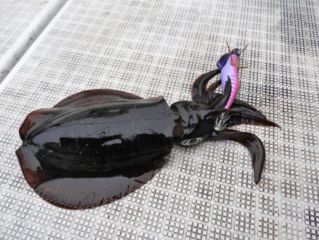 Fisherman Dreams DI 釣果