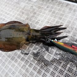 Fisherman Dreams DI 釣果