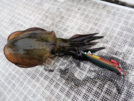 Fisherman Dreams DI 釣果