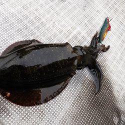 Fisherman Dreams DI 釣果