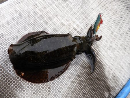 Fisherman Dreams DI 釣果