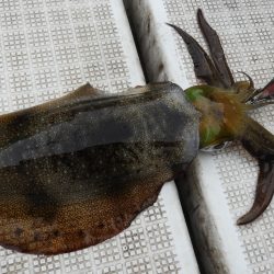 Fisherman Dreams DI 釣果