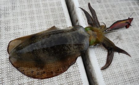 Fisherman Dreams DI 釣果