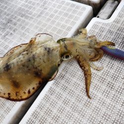 Fisherman Dreams DI 釣果