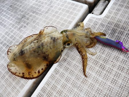 Fisherman Dreams DI 釣果