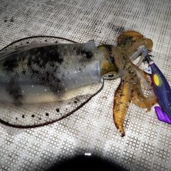 Fisherman Dreams DI 釣果