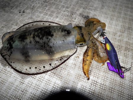 Fisherman Dreams DI 釣果