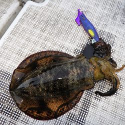 Fisherman Dreams DI 釣果