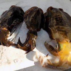 フィッシングボート空風（そらかぜ） 釣果